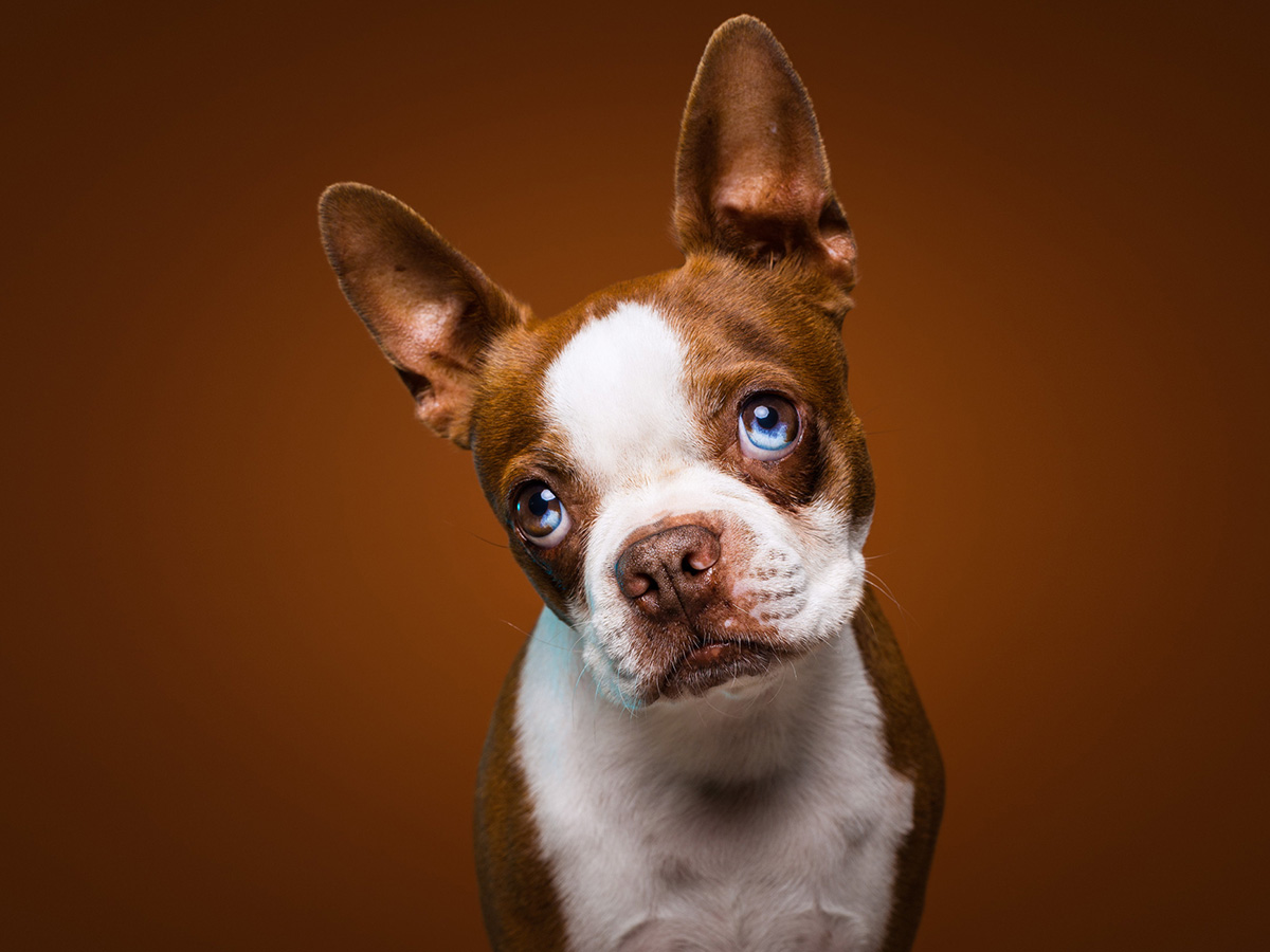 Portraiture & Celebrity Photography Spotlight Cover by: Le Terrier Studio